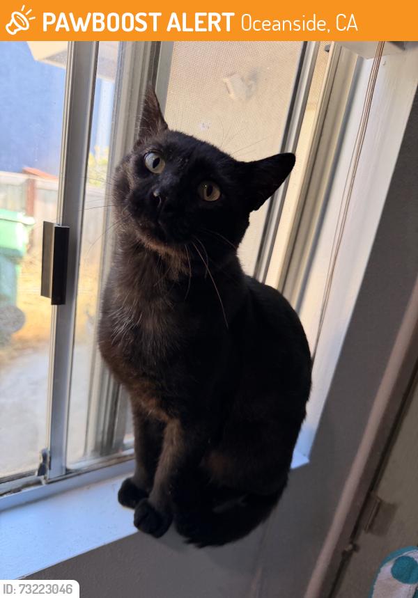 Found/Stray Male Cat last seen Foxwood Drive and Anne Sladon St, Oceanside, CA 92057