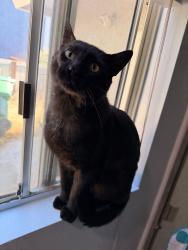 Found/Stray Male Cat last seen Foxwood Drive and Anne Sladon St, Oceanside, CA 92057