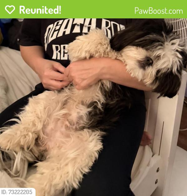 Reunited Female Dog last seen Grand Teton dr, Corona, CA 92881