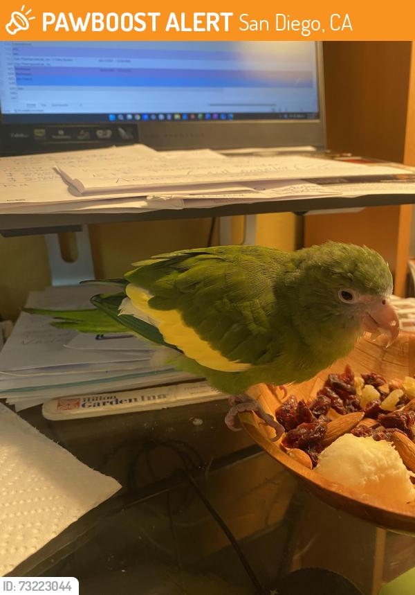Found/Stray Unknown Bird last seen W. Bernardo Dr., Rancho Bernardo, San Diego, CA 92127