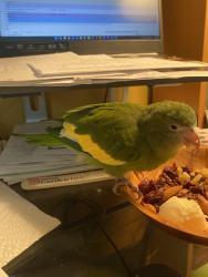 Found/Stray Unknown Bird last seen W. Bernardo Dr., Rancho Bernardo, San Diego, CA 92127