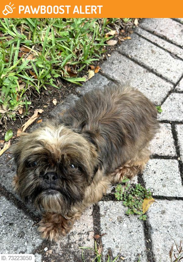 Found/Stray Female Dog last seen Jorge Mas Canisa Middle School, Miami-Dade County, FL 33176