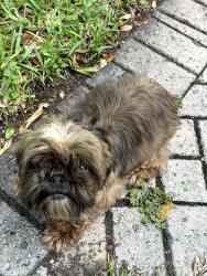 Found/Stray Female Dog last seen Jorge Mas Canisa Middle School, Miami-Dade County, FL 33176