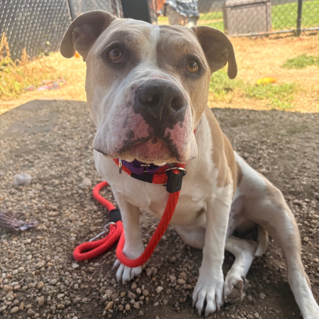 Shelter Stray Male Dog last seen , Animal Care & Control Team of Philly, 111 W Hunting Park Ave, Philadelphia, PA 19140, USA