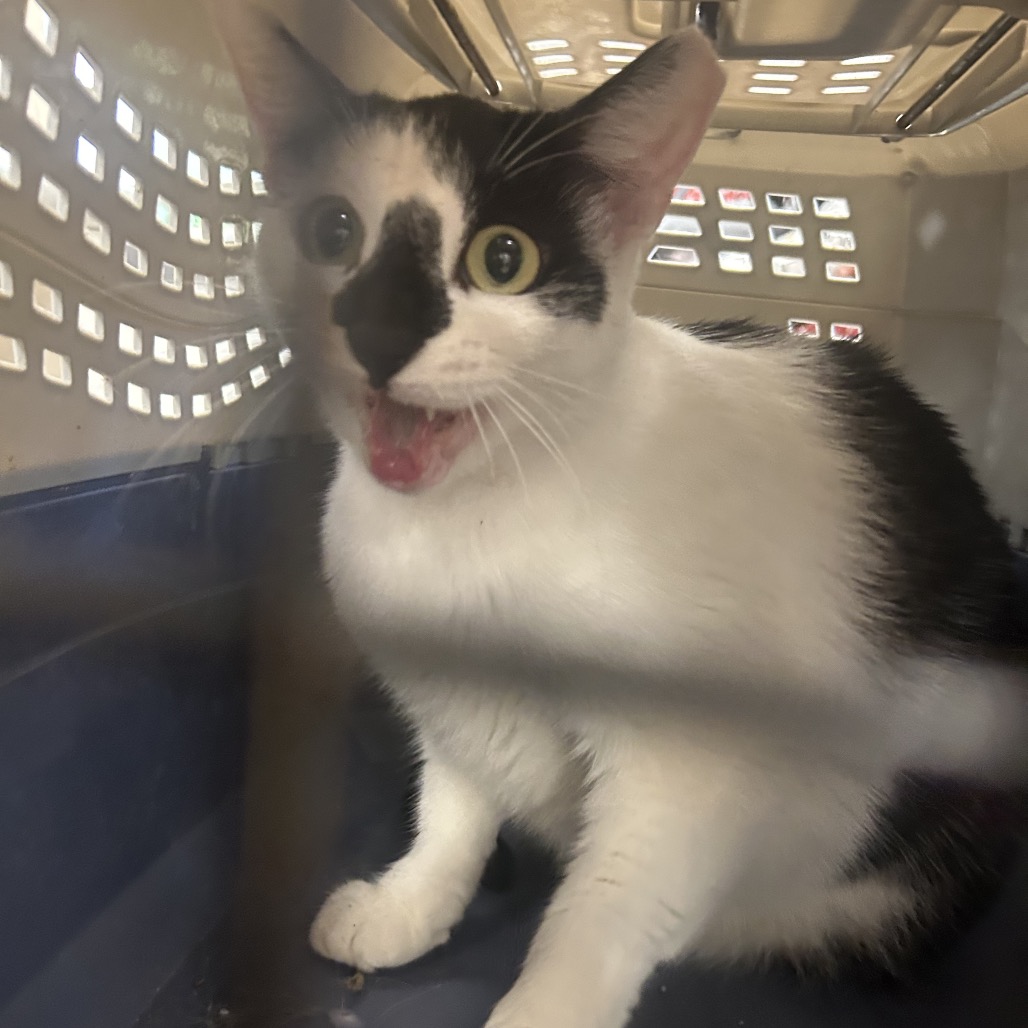 Shelter Stray Female Cat last seen , Animal Care & Control Team of Philly, 111 W Hunting Park Ave, Philadelphia, PA 19140, USA