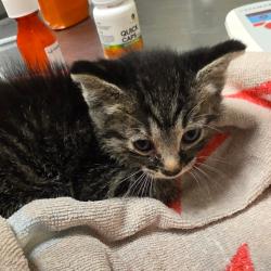 Shelter Stray Male Cat last seen , 54687 Co Rd 19, Bristol, IN 46507, USA