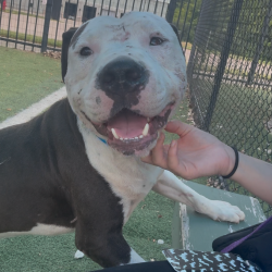 Shelter Stray Male Dog last seen , 2350 Appling City Cove, Memphis, TN 38133, USA