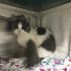 Shelter Stray Female Cat last seen , 361 S Raymond Ave, Pasadena, CA 91105, USA