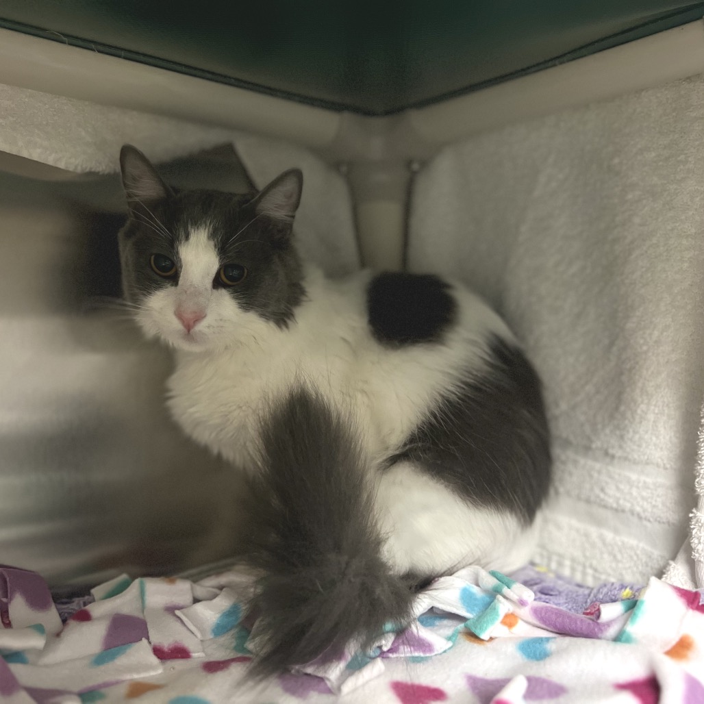 Shelter Stray Female Cat last seen , 361 S Raymond Ave, Pasadena, CA 91105, USA
