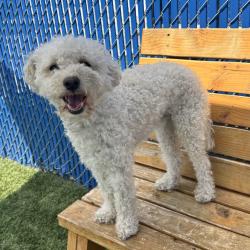 Shelter Stray Male Dog last seen , 12910 Yukon Ave, Hawthorne, CA 90250, USA