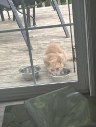 Found/Stray Unknown Cat last seen Walden Woods neighborhood near Harrison and Stow Market, Rockford, IL 61104