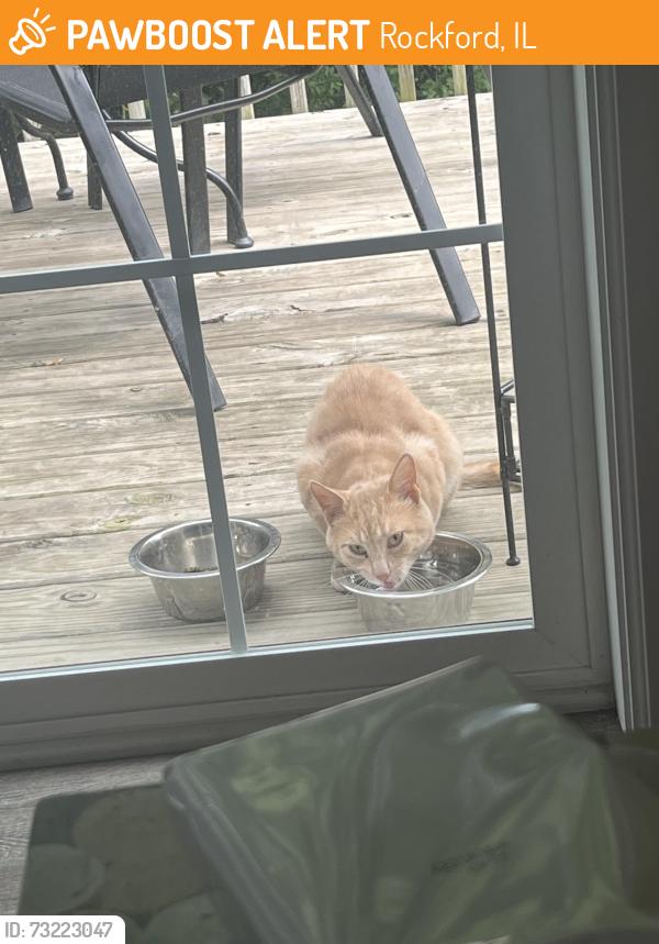 Found/Stray Unknown Cat last seen Walden Woods neighborhood near Harrison and Stow Market, Rockford, IL 61104