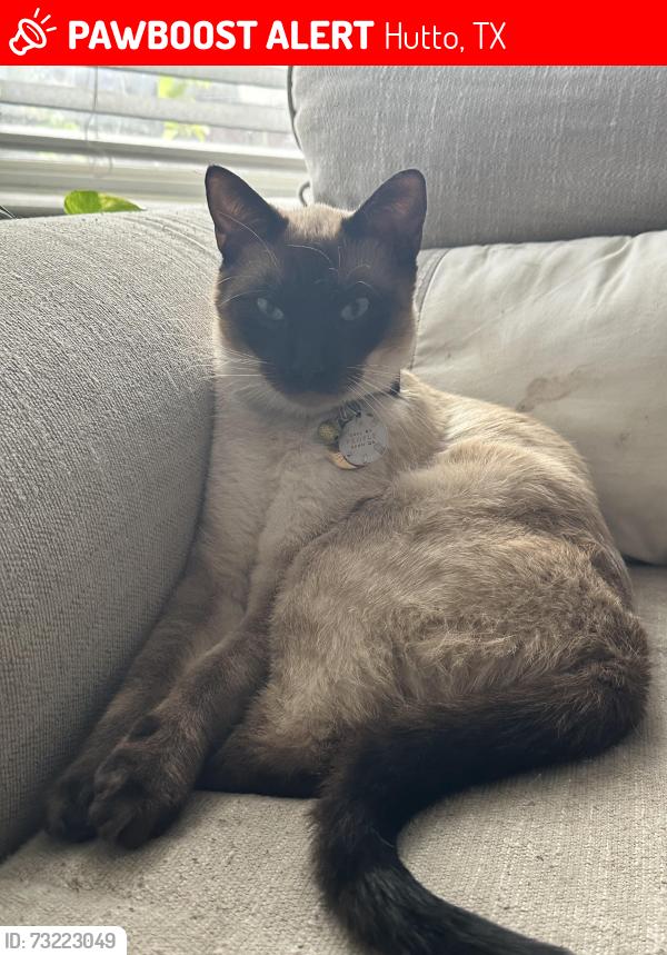 Lost Female Cat last seen DIVISADERO DR, Hutto, TX 78634
