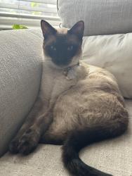 Lost Female Cat last seen DIVISADERO DR, Hutto, TX 78634