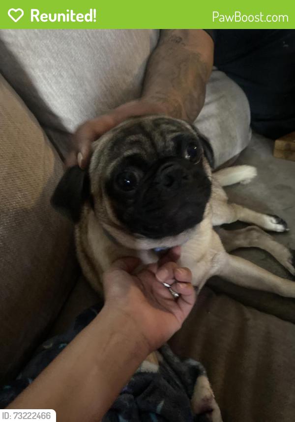 Reunited Male Dog last seen Aransas Ave & Piedmont, San Antonio, TX 78203