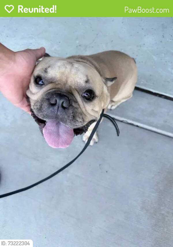 Reunited Male Dog last seen Leon and Penny Cress, French Valley, CA 92563