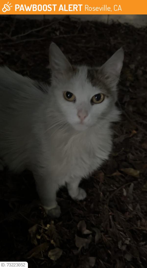 Found/Stray Unknown Cat last seen Near Junction Blvd, Roseville, CA 95747