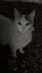 Found/Stray Unknown Cat last seen Near Junction Blvd, Roseville, CA 95747