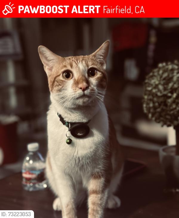 Lost Male Cat last seen Claybank and gulf drive, Fairfield, CA 94533