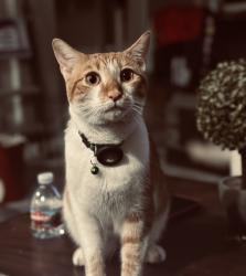 Lost Male Cat last seen Claybank and gulf drive, Fairfield, CA 94533