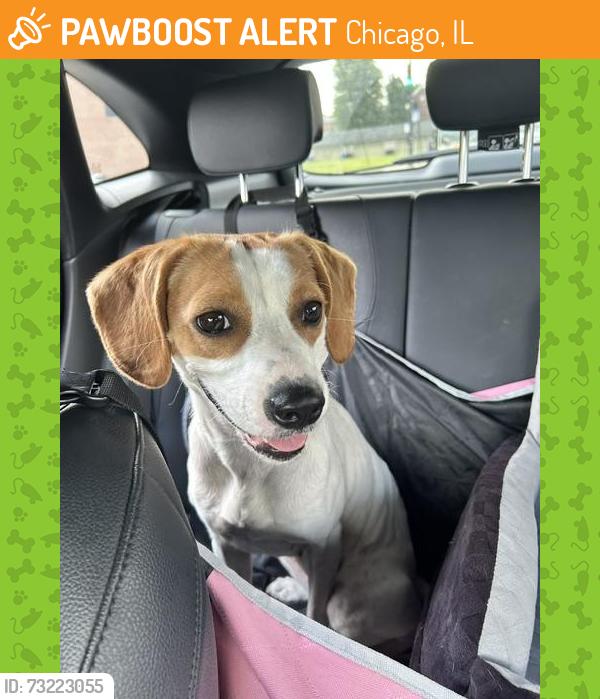 Found/Stray Female Dog last seen 39th Street and S Langley Avenue, Chicago, IL 60653