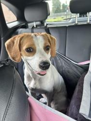 Found/Stray Female Dog last seen 39th Street and S Langley Avenue, Chicago, IL 60653