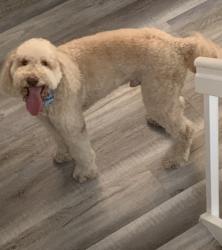 Reunited Male Dog last seen 147th & 13th Street, Pembroke Pines, FL 33027