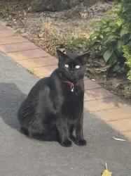 Reunited Male Cat last seen Hunter Ave, West Islip, NY 11795