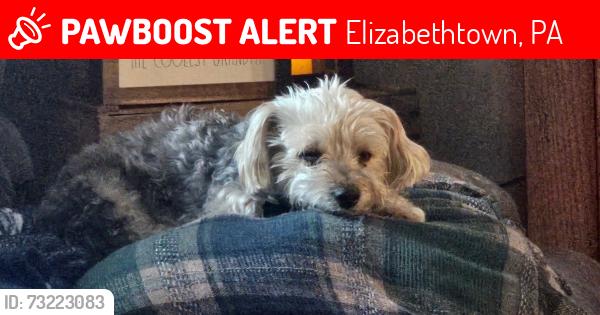 Lost Male Dog last seen Mark drive and Aberdeen rd, Elizabethtown, PA 17022