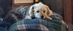 Lost Male Dog last seen Mark drive and Aberdeen rd, Elizabethtown, PA 17022