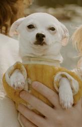 Reunited Male Dog last seen 8215, 8217 51st St Ct W, University Place, WA 98467, USA, University Place, WA 98467