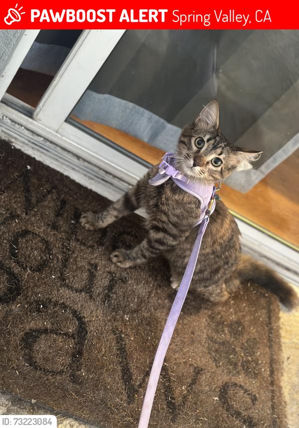 Lost Female Cat last seen Near Lakeview Ave, Spring Valley, CA 91977