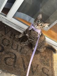 Lost Female Cat last seen Near Lakeview Ave, Spring Valley, CA 91977
