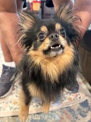 Reunited Male Dog last seen By boss burger, Burien, WA 98166