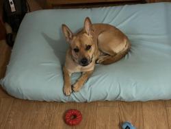 Reunited Female Dog last seen Davisville & Byberry, Upper Moreland Township, PA 19040