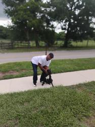Reunited Male Dog last seen Kennedy Blvd and Wymore Rd, Eatonville, FL 32751