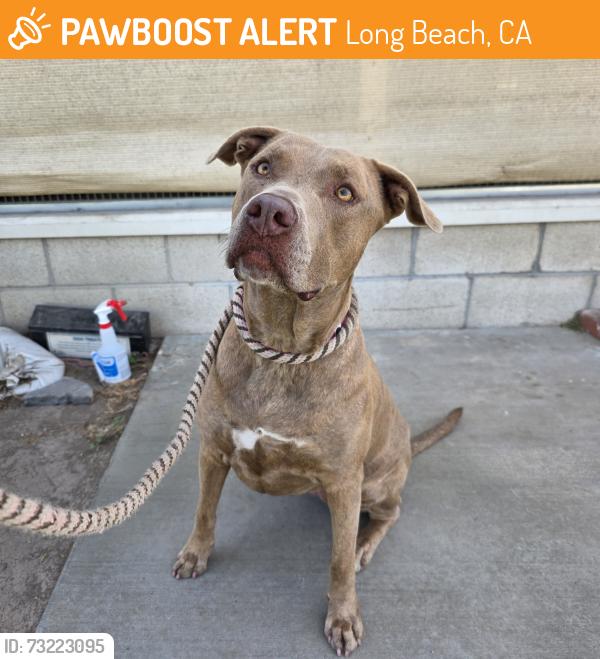 Found/Stray Female Dog last seen Scherer Park 4600 Long Beach Blvd, Long Beach, CA 90805, Long Beach, CA 90805