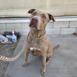 Found/Stray Female Dog last seen Scherer Park 4600 Long Beach Blvd, Long Beach, CA 90805, Long Beach, CA 90805