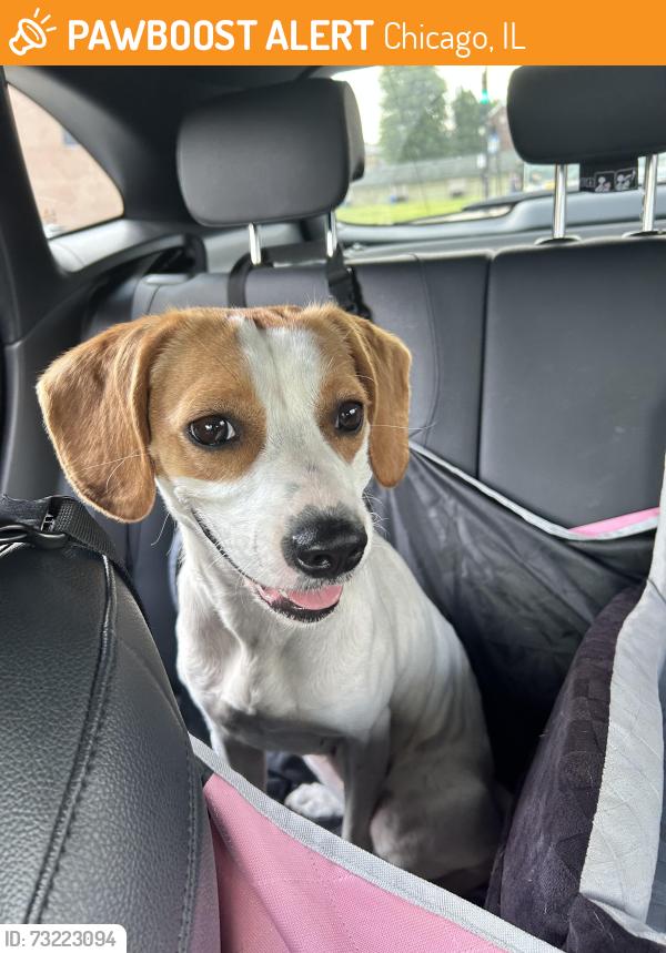 Found/Stray Female Dog last seen Pershing and Vincennes, Chicago, IL 60653