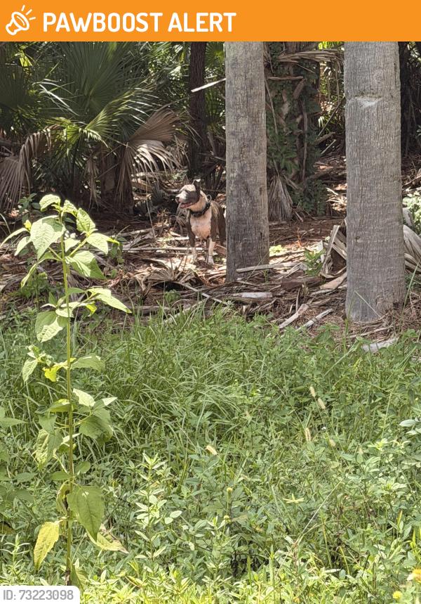 Found/Stray Unknown Dog last seen Military trl and Elm st, Palm Beach Gardens, FL 33418