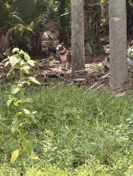 Found/Stray Unknown Dog last seen Military trl and Elm st, Palm Beach Gardens, FL 33418