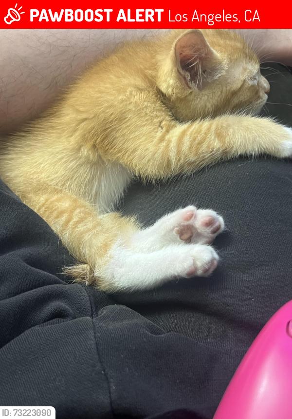 Lost Male Cat last seen Budlong ave and 39th, Los Angeles, CA 90037