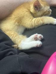 Lost Male Cat last seen Budlong ave and 39th, Los Angeles, CA 90037
