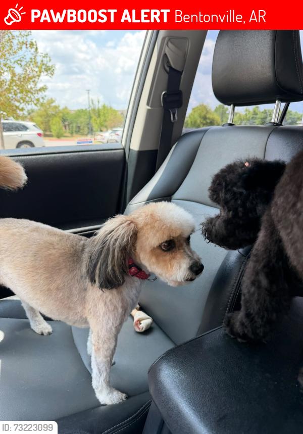 Lost Female Dog last seen willowbrook elementary, Bentonville, AR 72712