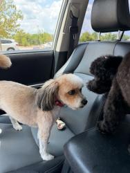 Reunited Female Dog last seen willowbrook elementary, Bentonville, AR 72712