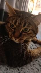 Reunited Female Cat last seen Citron European Bistrot, Zips Cannabis, Tacoma, WA 98444