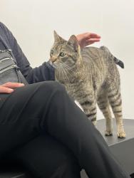 Lost Male Cat last seen On the curve by our hse, Long Beach, CA 90808