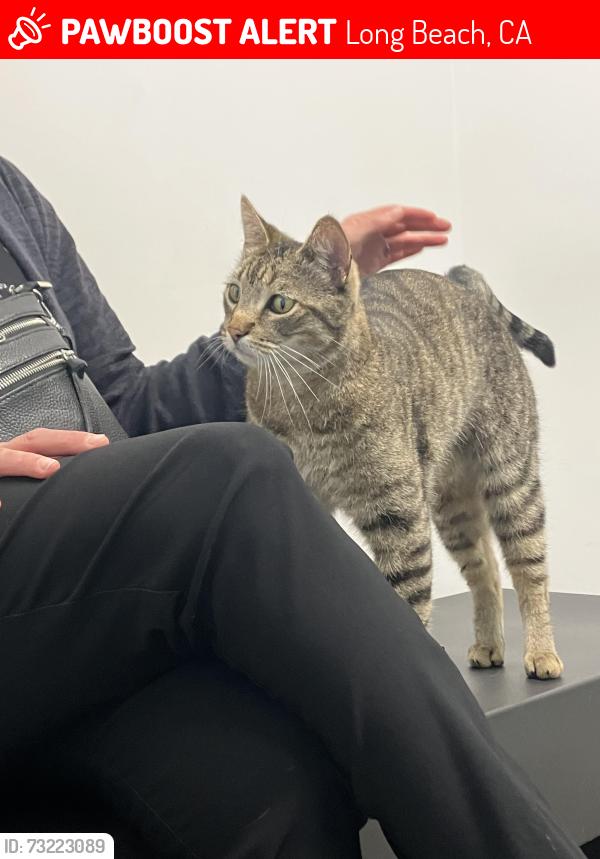 Lost Male Cat last seen On the curve by our hse, Long Beach, CA 90808
