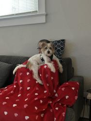Lost Male Dog last seen Linwood and New York, Indianapolis, IN 46218