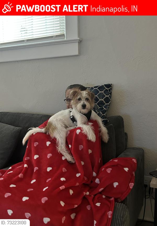 Lost Male Dog last seen Linwood and New York, Indianapolis, IN 46218